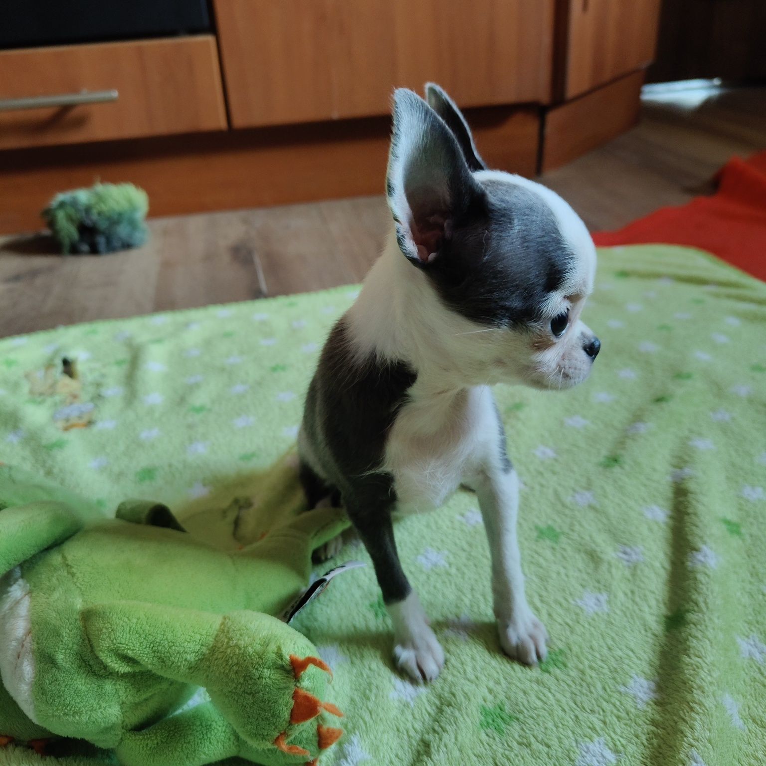Malutka XXS suczka chihuahua