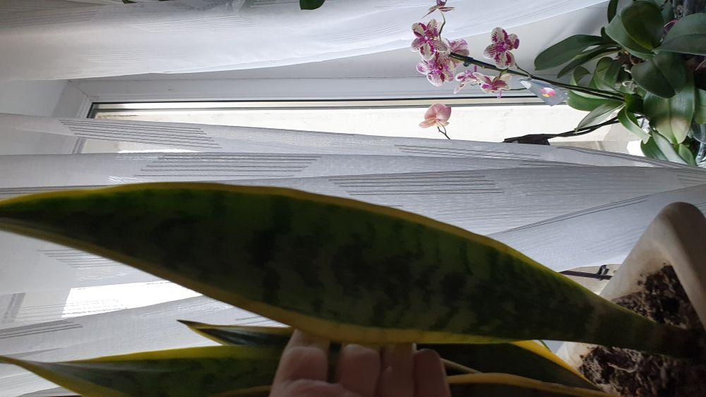 Продам сансевієрію