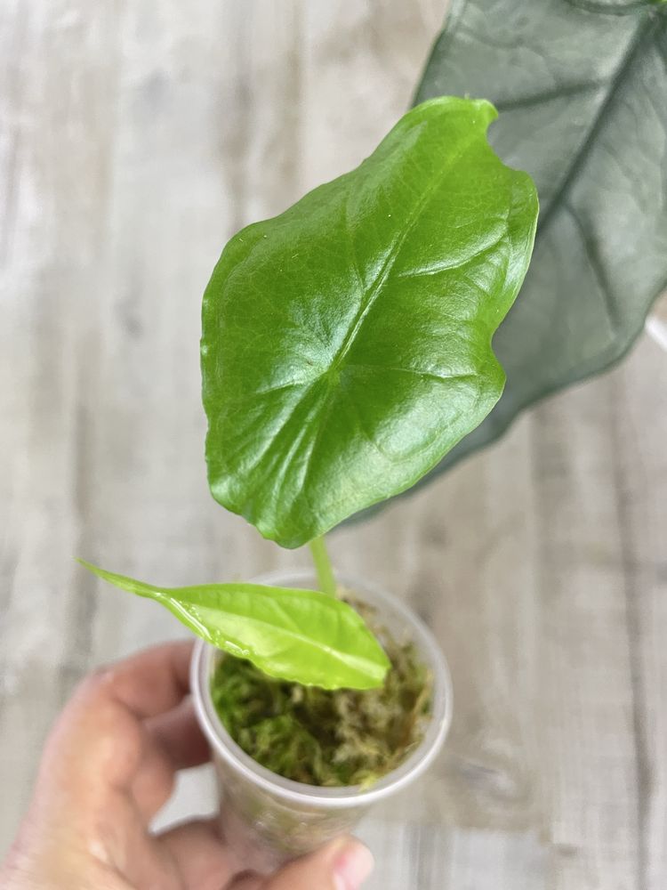 Алоказія (Alocasia) Scalprum ,Odora variegata Batik