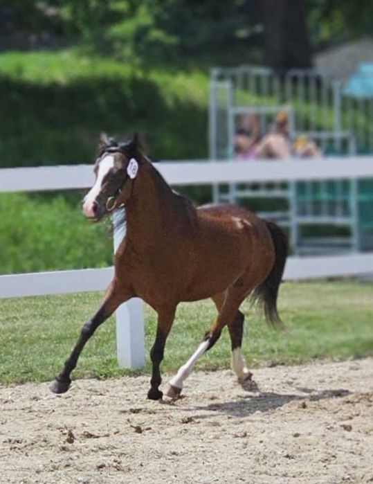 Klacz kuc, sport rekreacja, hodowla