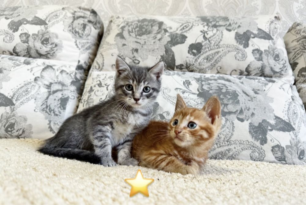 Котёнок в наличии!