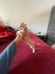 Chihuahua fêmea pelo curto