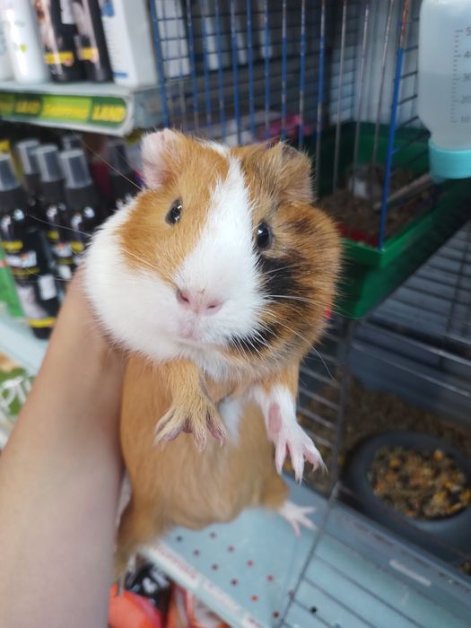 Морьська свинка продається