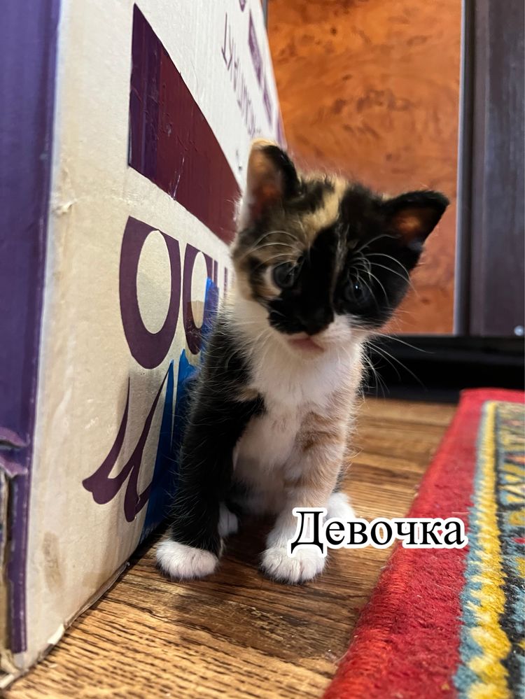 Отдам котят в добрые руки