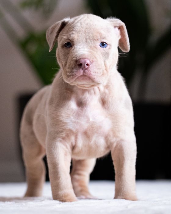 American Bully XL - Suczka Lilac Tri Merle