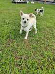Chihuahua piesek