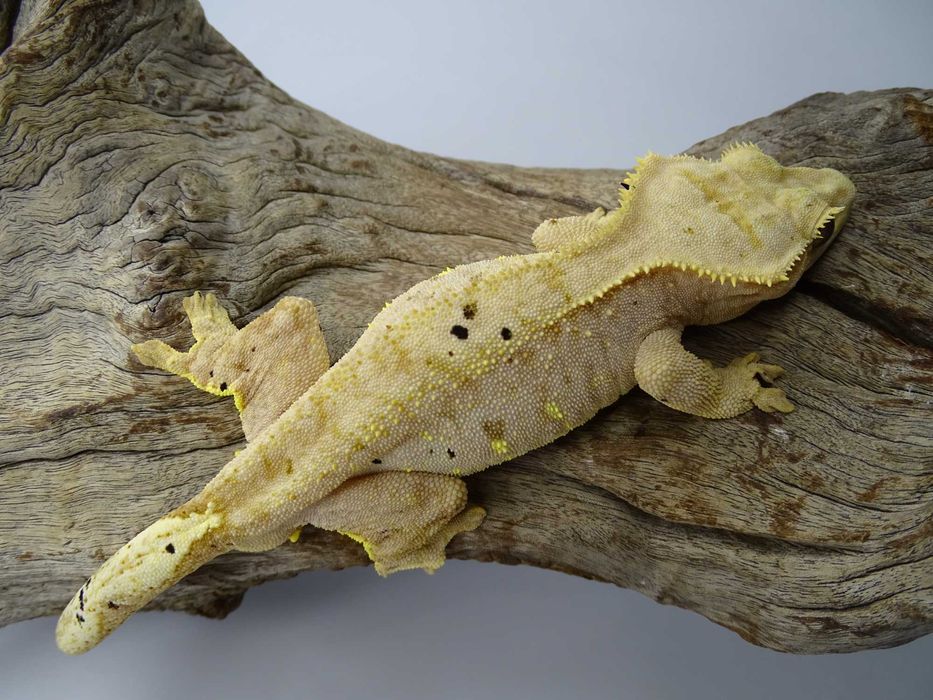 Gekon Orzęsiony samiec Dalmatian