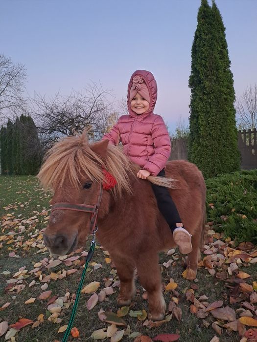 Mini kucyk ogier szetlandzki