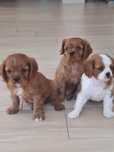 Cavalier King Charles spaniel