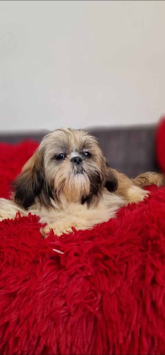 Shih tzu  tricolor