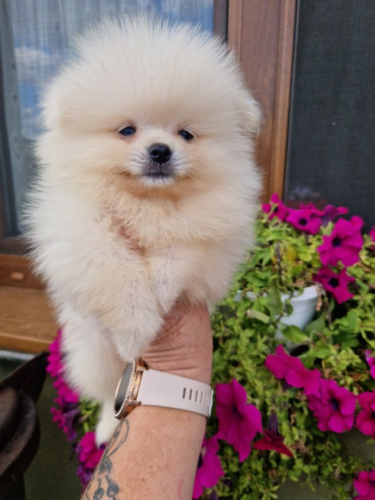 Szpic miniaturowy Pomeranian Boo 2xszczepienia wyprawka I leg