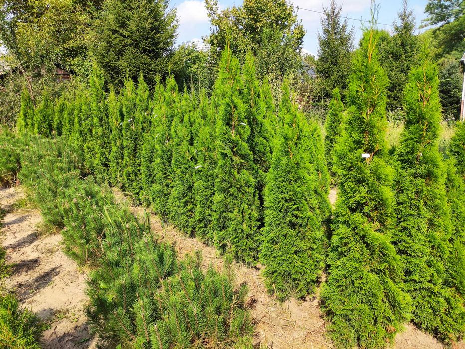Thuja Szmaragd 120 -200 cm