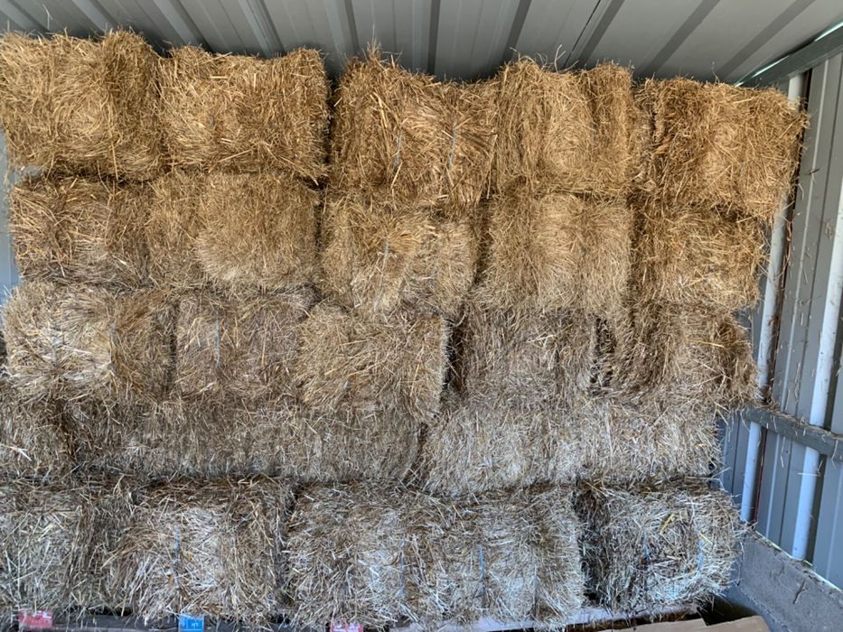 Feno de Azevem para Venda 2025