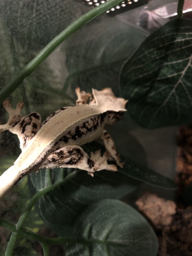 Gekon orzęsiony crested gecko jaszczurka samiec gad