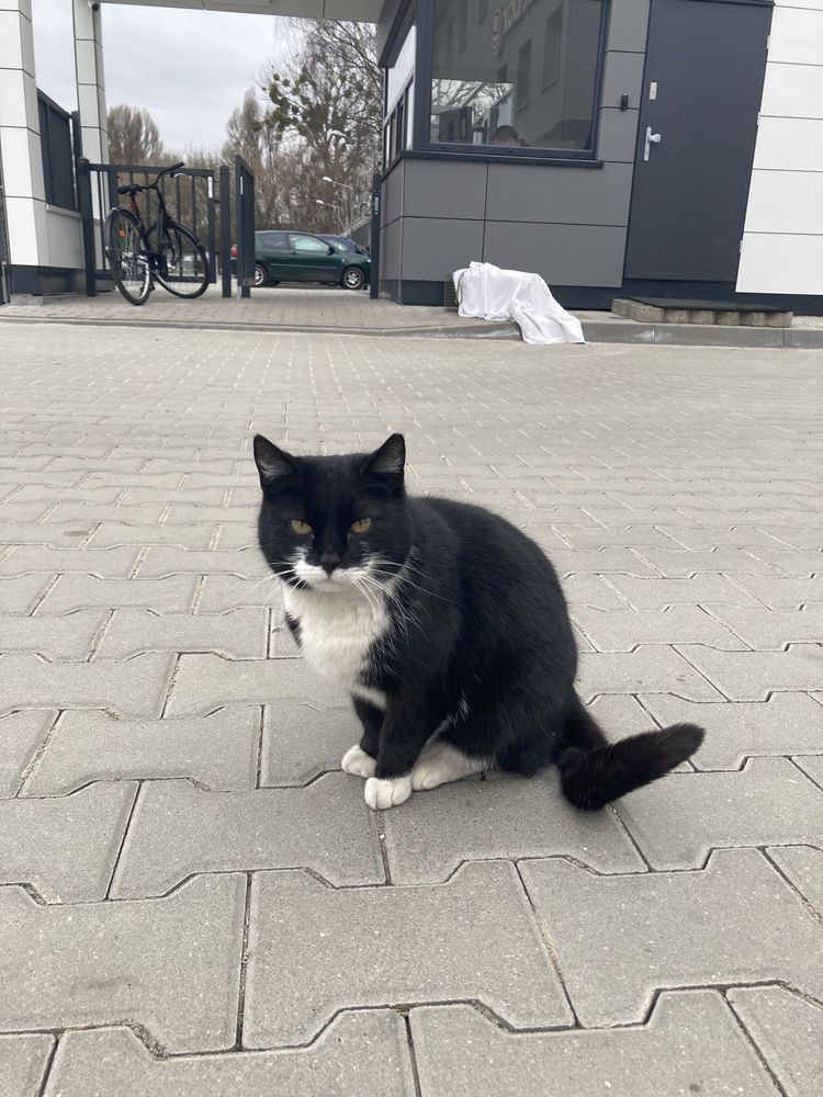 Trzy cudowne kotki - pingwinki czekają aż ktoś odmieni ich los!