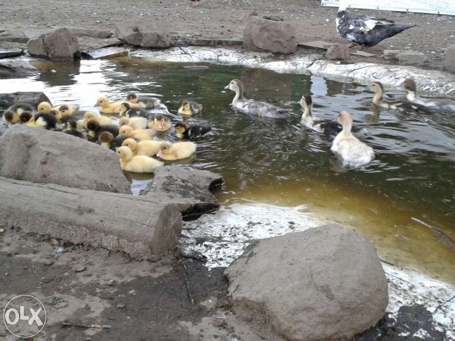 Gansos patos garnizas