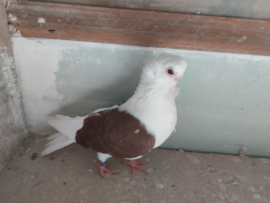 Mewka polska samczyk czerwony 2024r