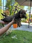Cocer Spaniel  Piesek