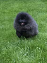 Piesek pomeranian FCI przecudny