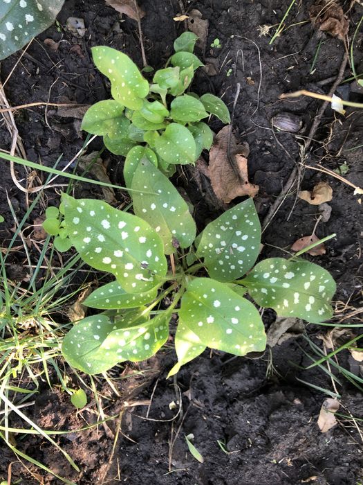 Сукуленти , Медуниця цукрова (кущик)