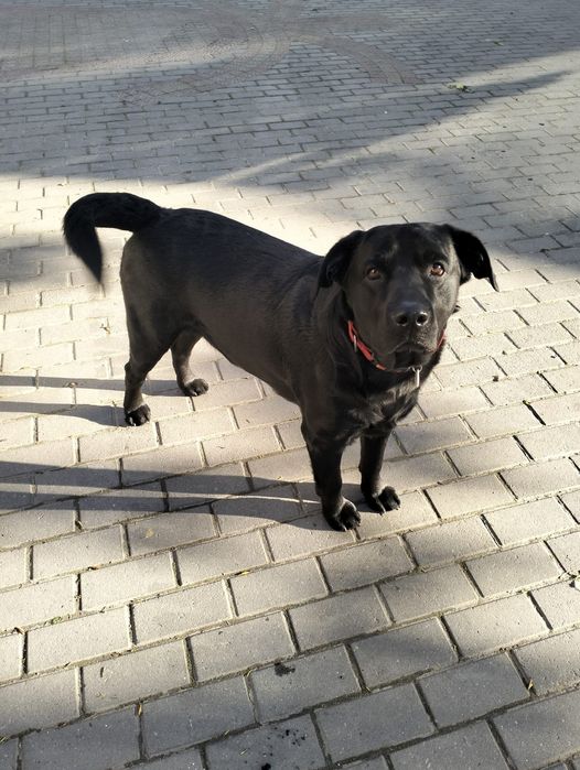 Лабрадор для в'язки