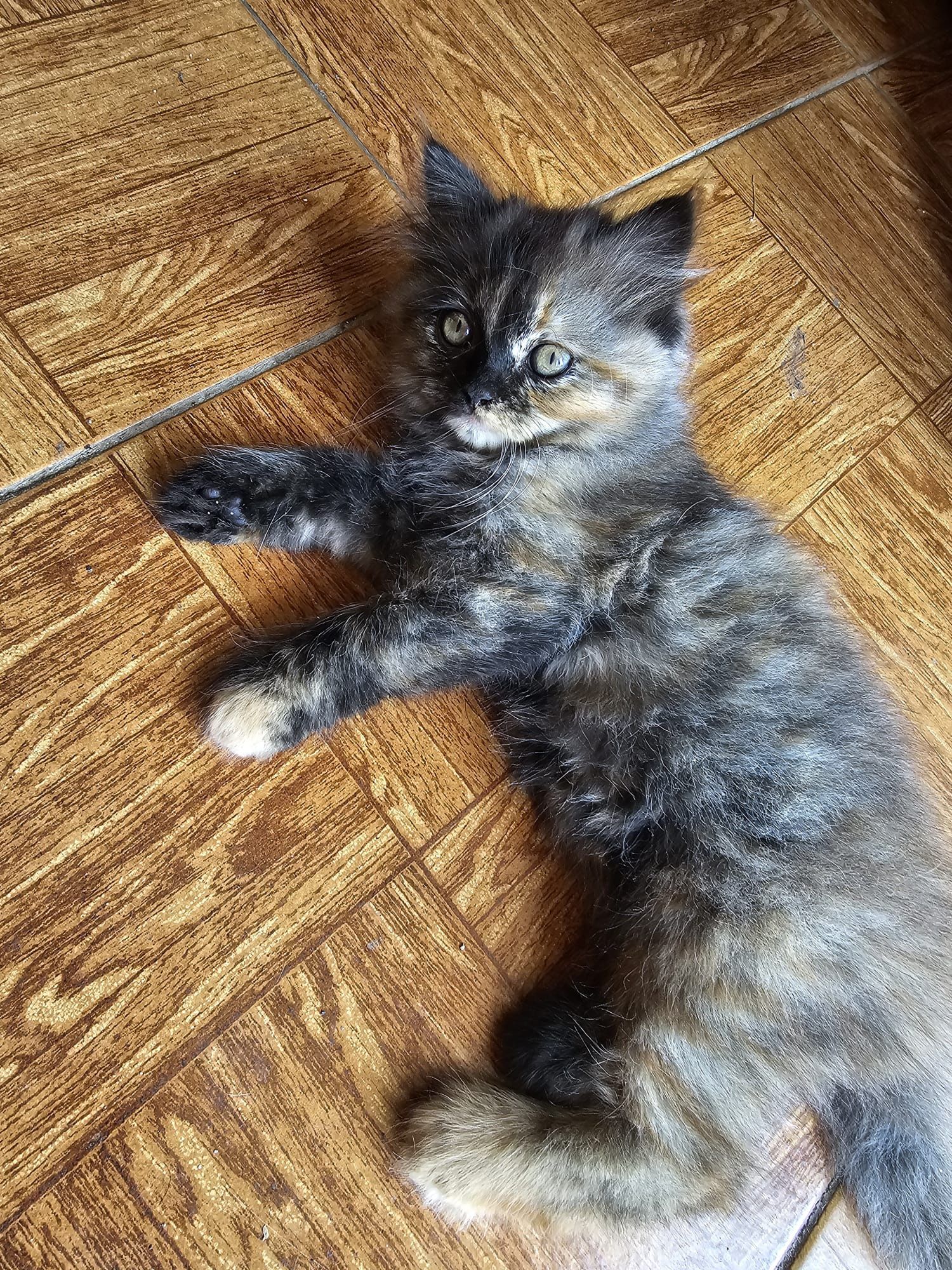 Gatinha persa meiguinha