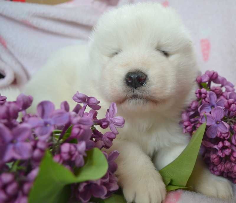 Śliczne samoyed,samojed