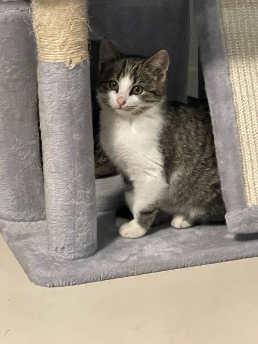 Sliczne male kotki do adopcji w Bydgoszczy i okolicach