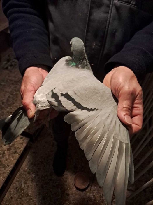 Sprzedam 4 do 5 gołebi z  super pochodzeniem Polecam