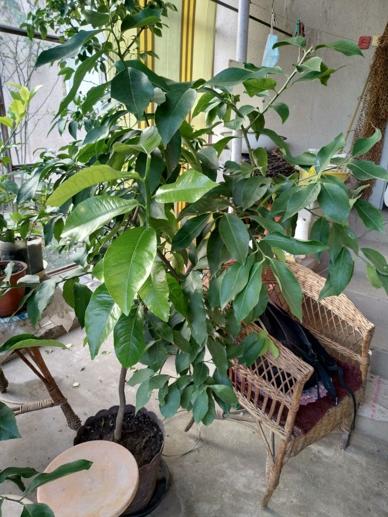 Дерево лимона Мукачево (лимон)