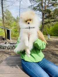 Szpic miniaturowy Pomeranian FCI