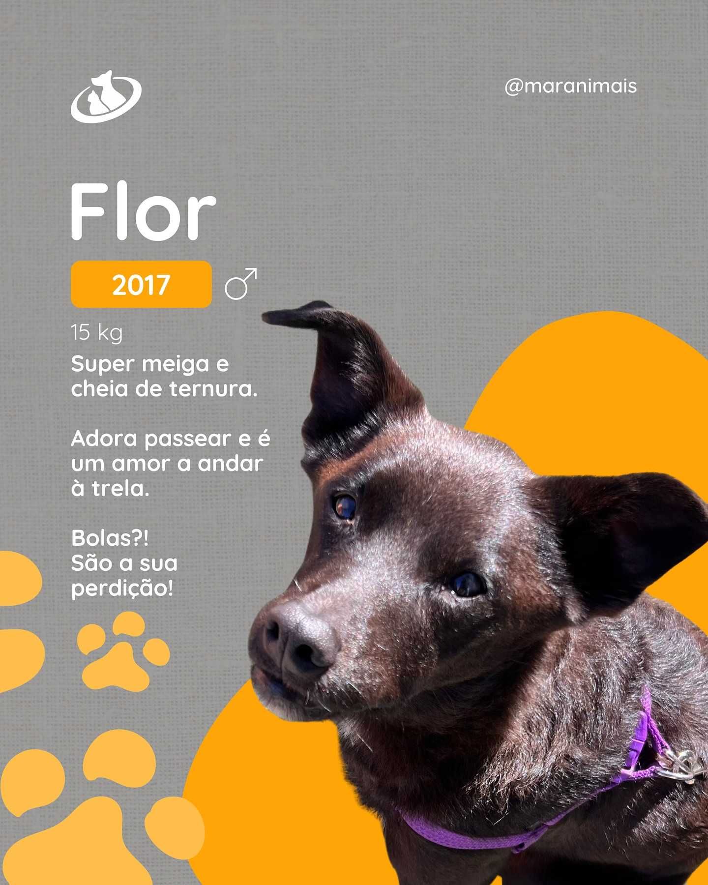 Flor, procura FAD