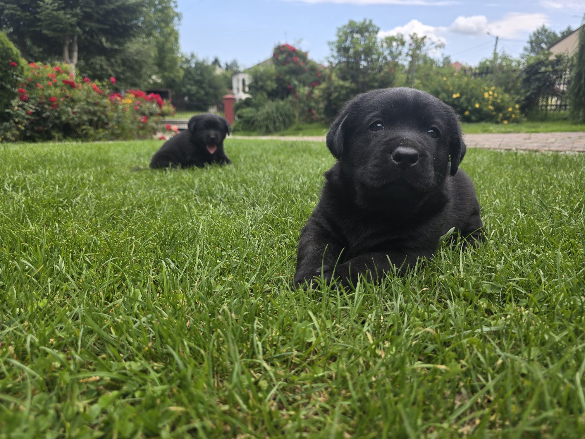 Labrador Retriever! Czarny, grubej kości szczeniak!
