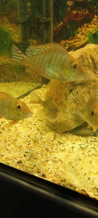 Ziemiojad Red Head Tapajos.