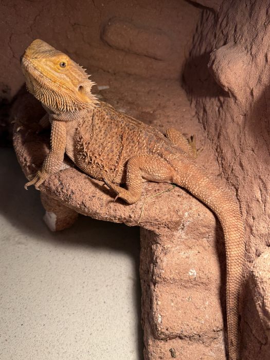 sprzedam agame brodata wraz z terrariumem