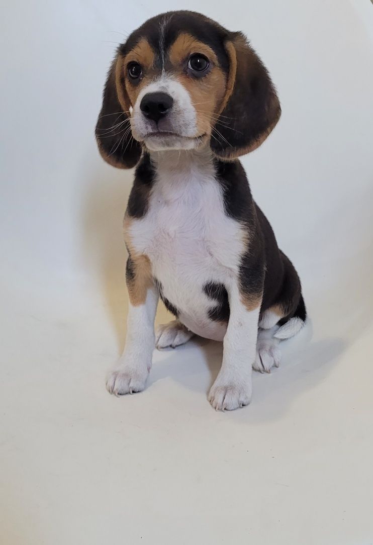 Femea beagle tricolor