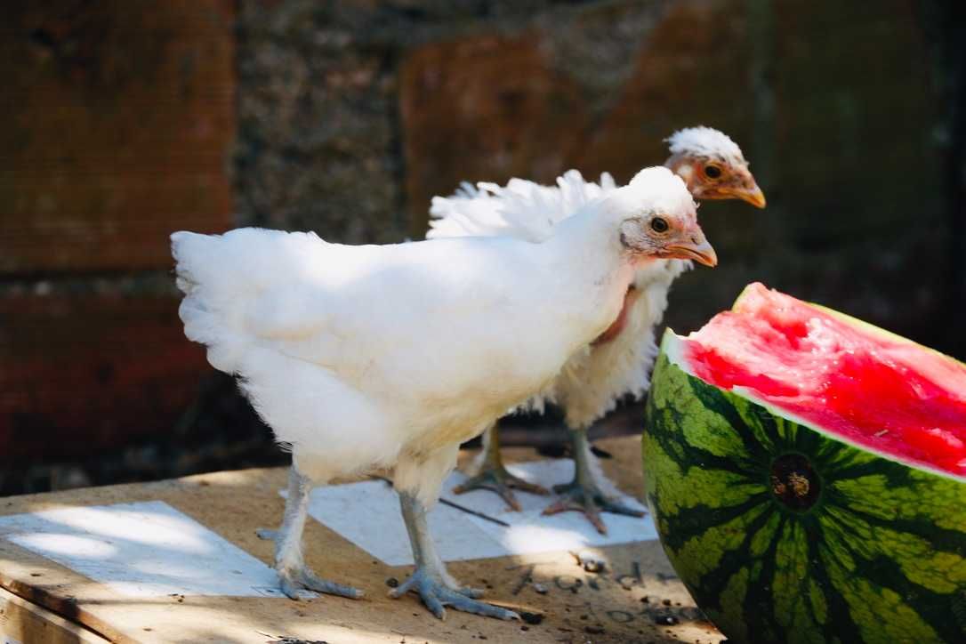 Galos de Sedosa Showgirl, Sedosa Barbuda, Pedrês Portuguesa