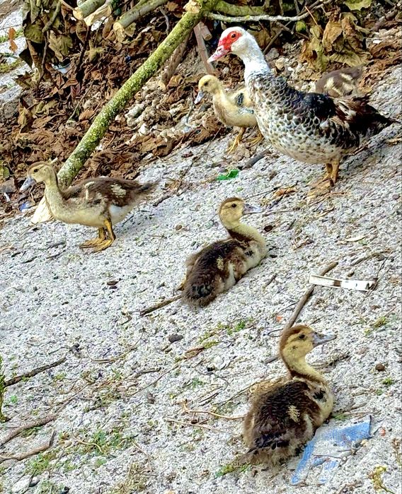 Patos disponiveis para entrega imediata