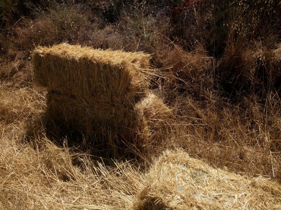 Palha sem grão, para cama ou alimentação