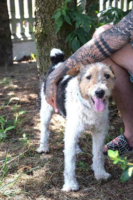 Kochany, zabrany z patologicznego miejsca piesek foxterier szuka domu