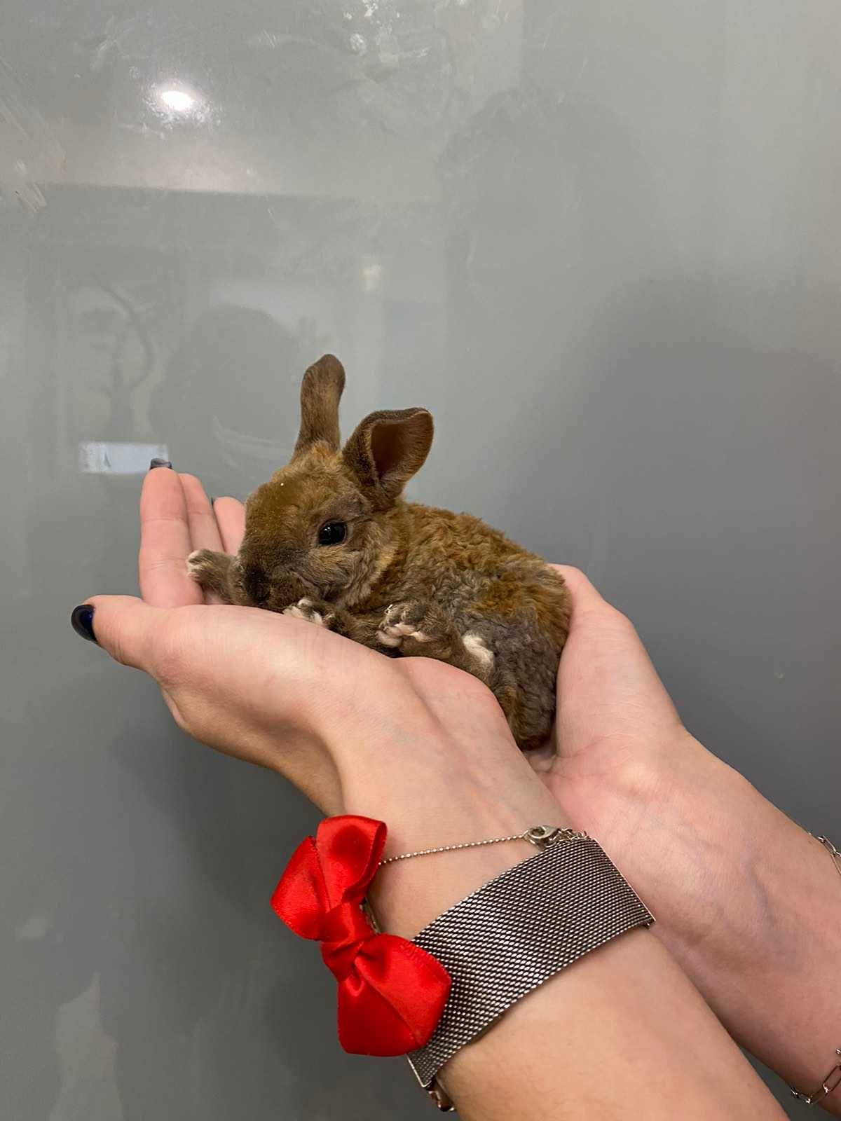 Кучеряві міні кролики Рекс карликові - гіпоалергенна порода кроликів