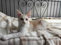 Kocur Maine Coon Gerard