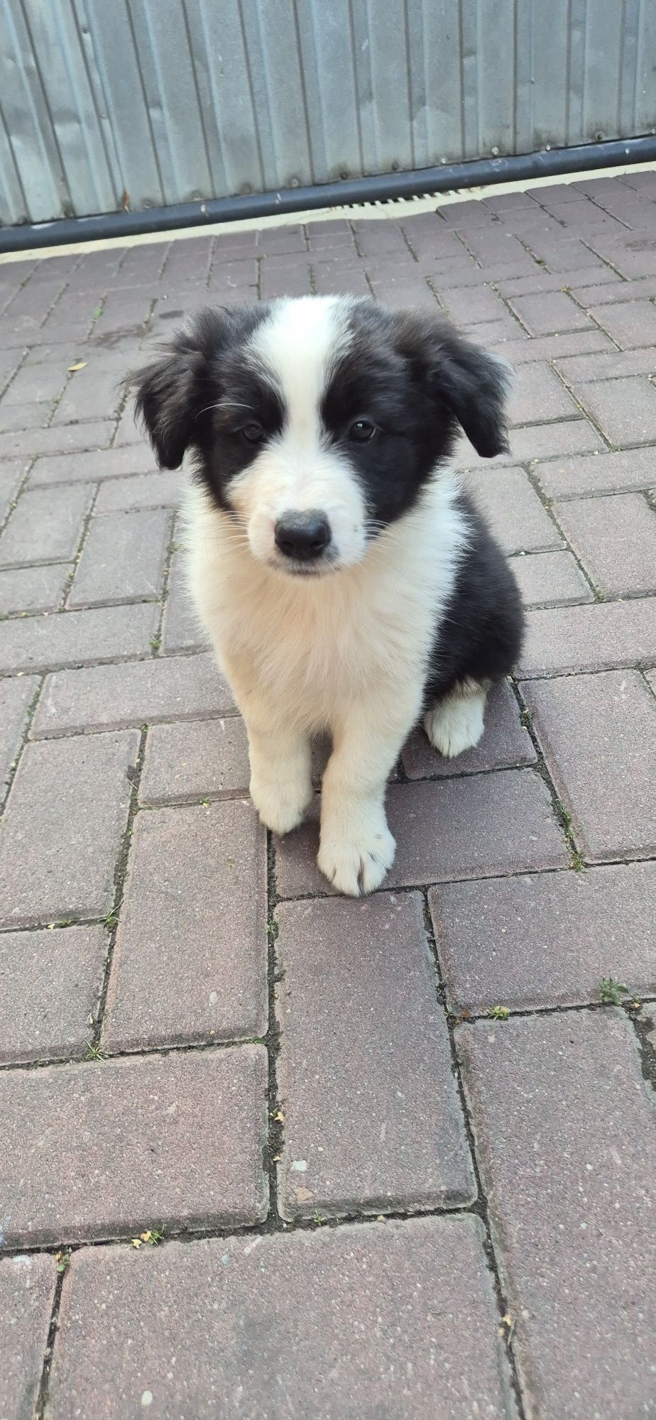 Piesek Border Collie