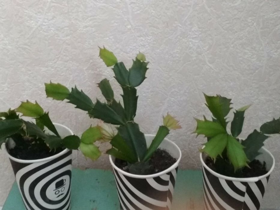 Рождественник Шлюмбе́ргера, Зигокактус