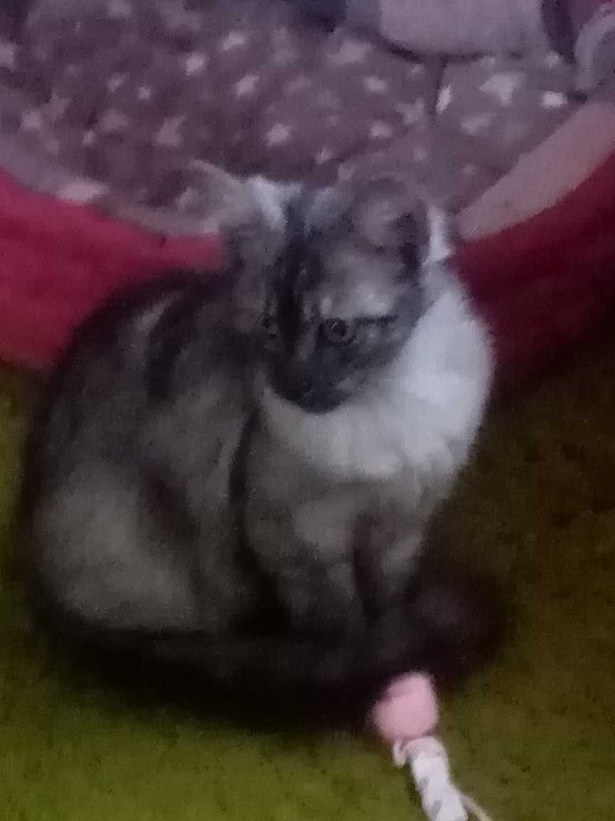 Котята бесплатно Харьков