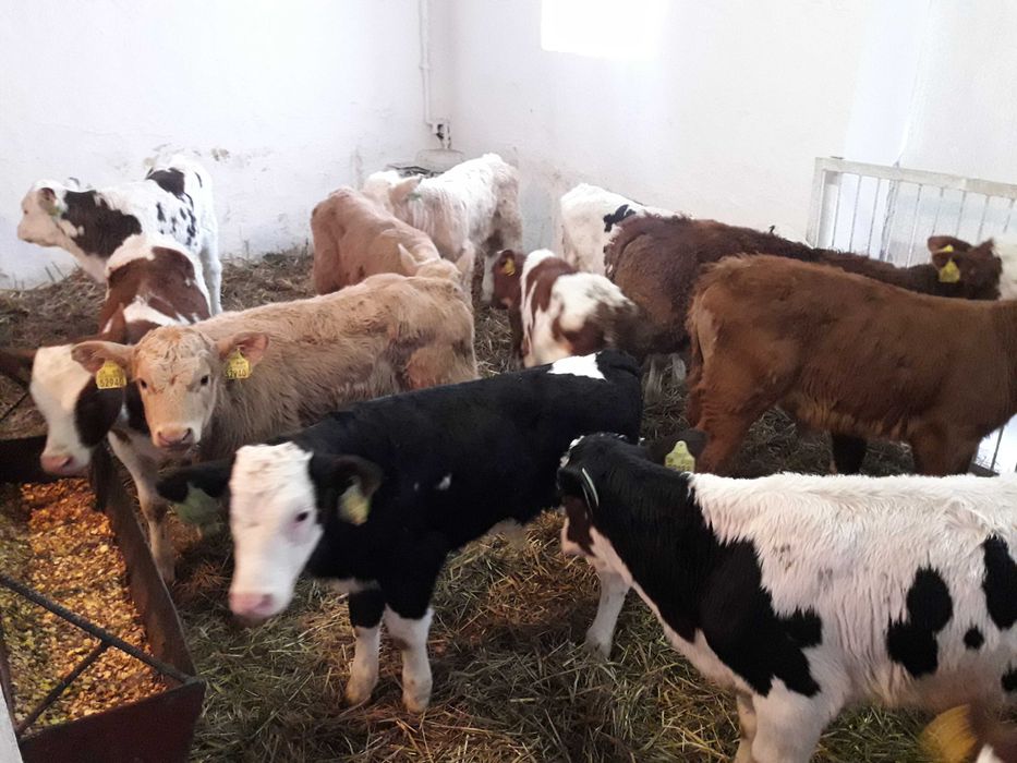 Byczki miesne Łeczna  i jałoszki