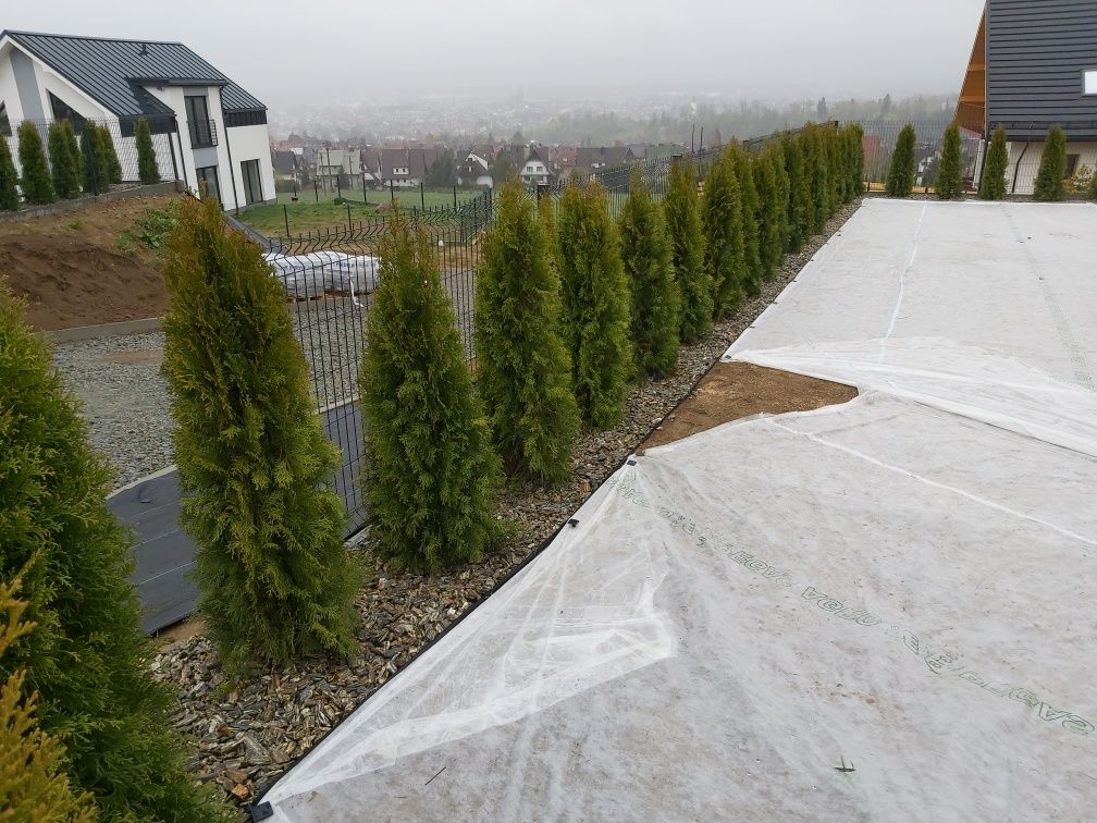 Tuja,thuja,tuje,thuje szmaragd 140-150cm-20sztuk