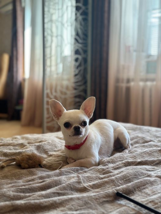 Вязка чихуахуа кобель