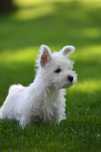 West Highland White Terrier цуценя