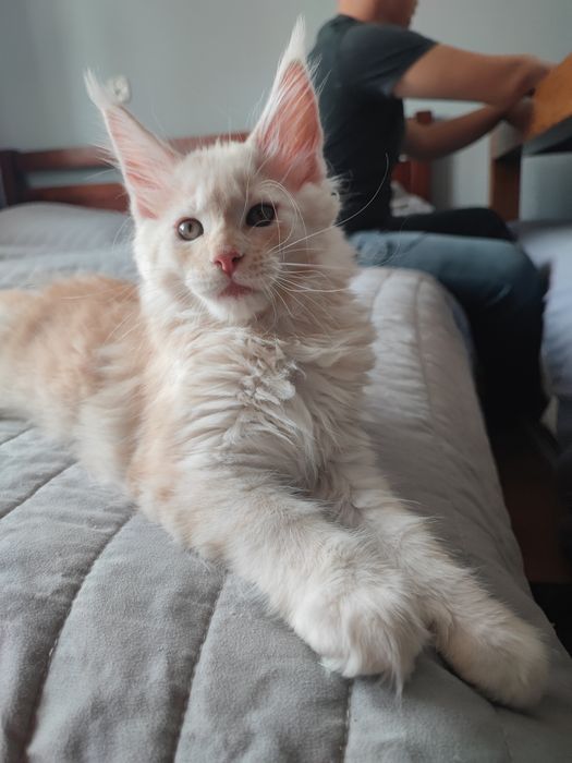 Śliczny Kocurek Maine Coon z Rodowodem Fpl